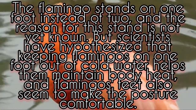 Amazing information about flamingo смотреть онлайн