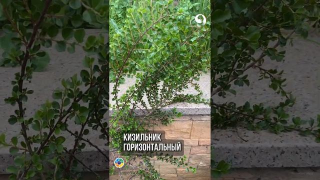 Не спешите удалять высохшее растение смотреть онлайн