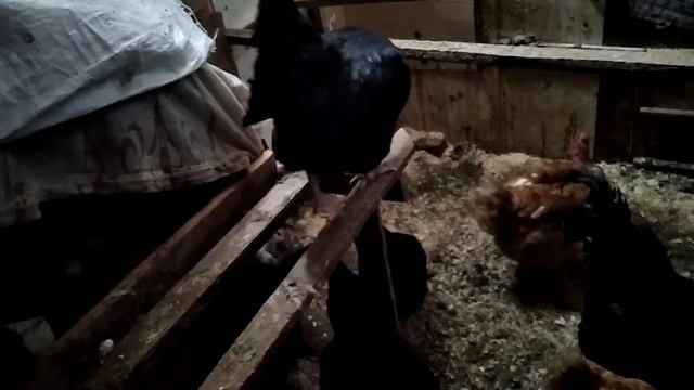 угощение для крысы и новая подстилка у кур, зашла наблюдать. смотреть онлайн