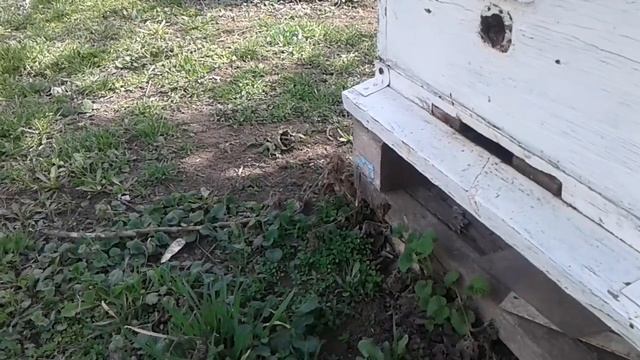 Жирный плюс а пользу северо-крымского улья. смотреть онлайн
