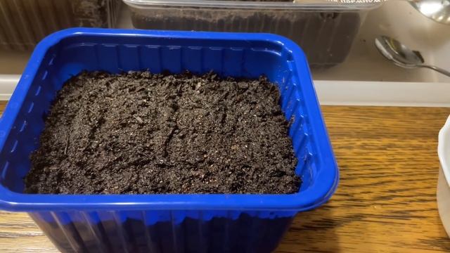 КЛУБНИКА и ЗЕМЛЯНИКА ОБЯЗАТЕЛЬНО ВЗОЙДЁТ! Самый эффективный способ посева! смотреть онлайн