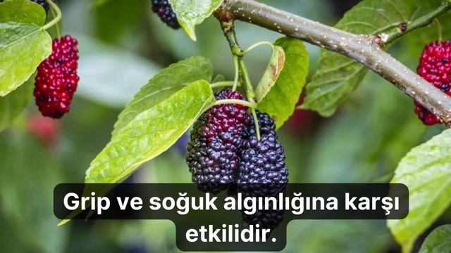 KARADUT'UN FAYDALARI смотреть онлайн