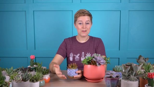 Sedum Nussbaumerianum 