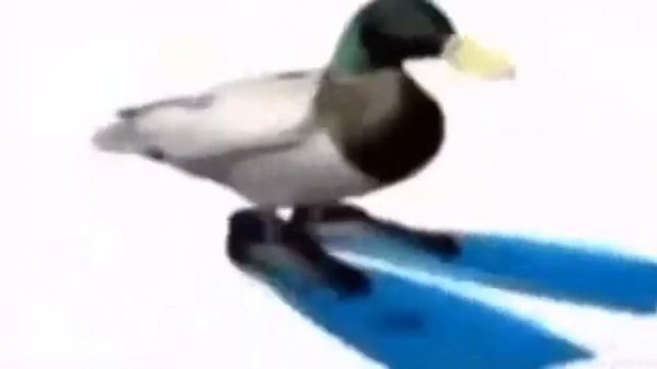 Пипрет Пивста Пивля Пию Пипчи Пелё Пинка ПИЧЮПИДО! ПИЧЮПИДО! ПИЧЮПИДО! ПИЧЮПИДО!