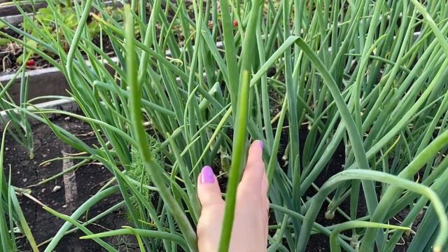 Ваш ЛУК будет КРУПНЫМ, если правильно определить сроки последней подкормки! смотреть онлайн