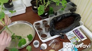 О пеларгонии в январе -
 обрезка и условия ...?!