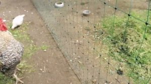 Отучаю квочку от гнезда. Кучерявые цыплята будут!!!