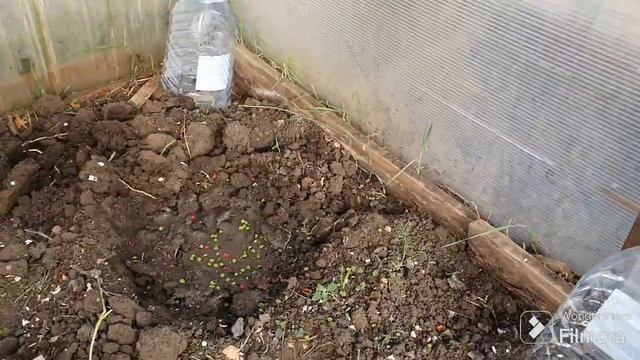 221. Одноплоскостная шпалера для винограда . Огурцы в теплице. Чубуки проросли. смотреть онлайн