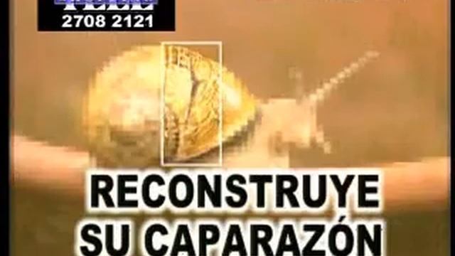 Celltone Teleshopping смотреть онлайн
