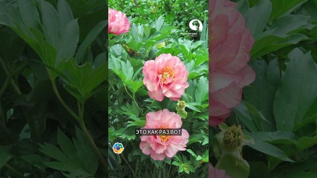 Опасность обрезки ПИОНОВ #сад #ландшафтныйдизайн #огород смотреть онлайн