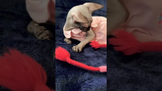 Лысая кошка Sphynx не реагирует смотреть онлайн