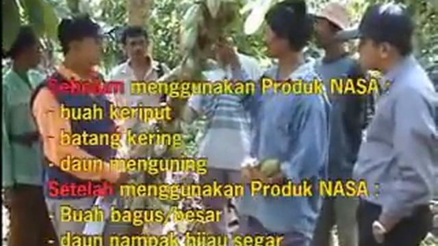 PANEN KAKAO DARI 150 KG MENJADI 300 KG | Kesaksian Kakao NASA Palu Sulawesi Selatan смотреть онлайн