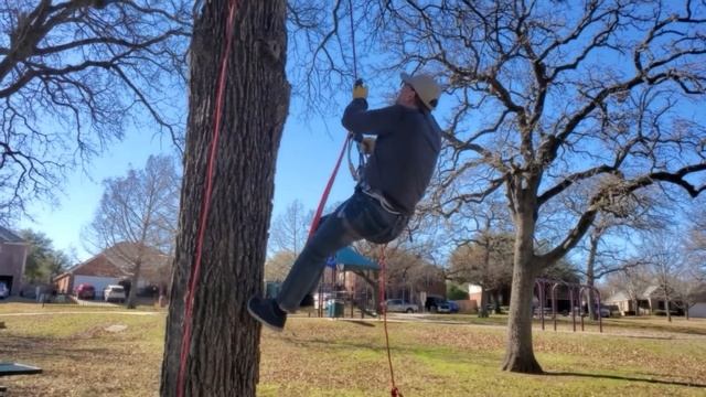 Tree climbing with petzl grigri, ascender, and foot loop смотреть онлайн