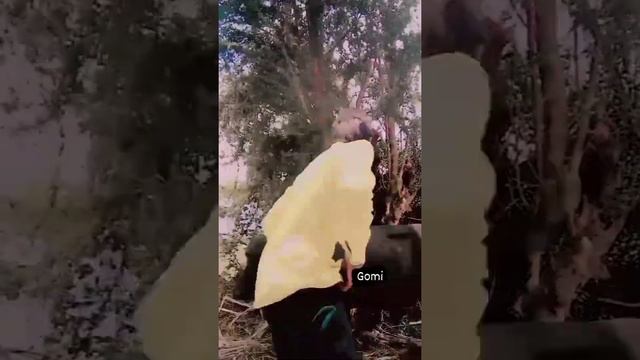 મારો દીકરો 🤣🤠/bufallo lover/ gujrati comedy/૨૦૨૨#viral #ytshorts #comedy #capebuffalo #subscribe смотреть онлайн