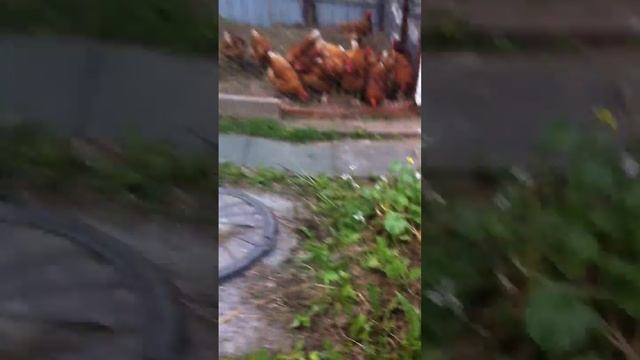 Я в саду у Ники (куры) смотреть онлайн