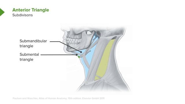 01.01 Introduction Esp. Triangles Of The Neck – Neck