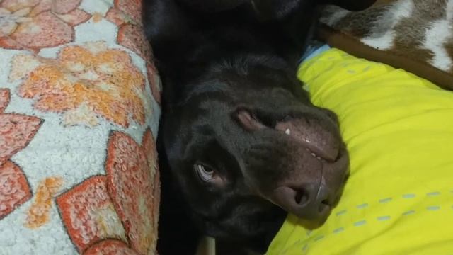 Лабрадор застрял😀 смотреть онлайн