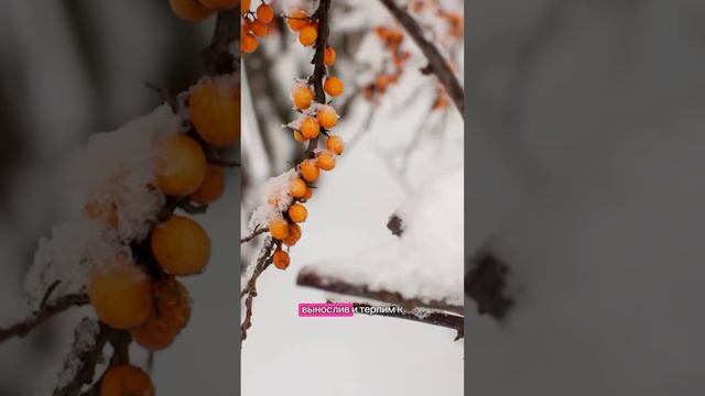 9 растений, которые украсят ваш сад зимой #сад #садоводство #зимнийсад смотреть онлайн