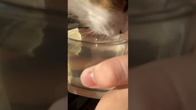 Как пьют коты, в данном случае березовый сок смотреть онлайн