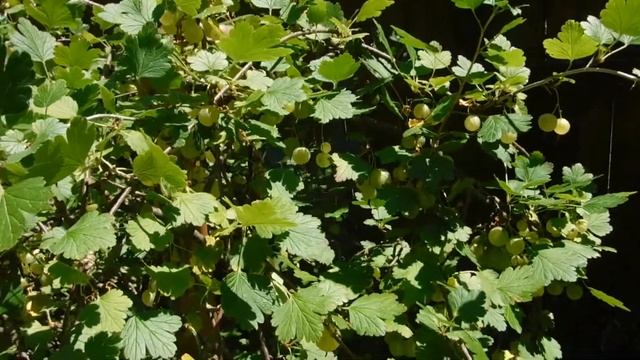 Собираем крыжовник смотреть онлайн