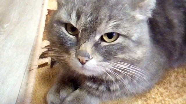 Мой кот Барсик. смотреть онлайн
