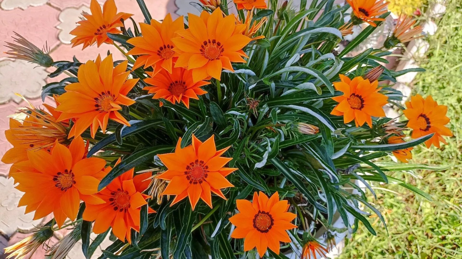 Ранний посев Газании на рассаду. смотреть онлайн