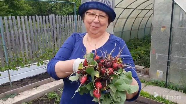 239. Гладиолусы, баклажаны и томат в открытый грунт высадил. смотреть онлайн