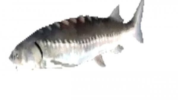 Карп крутится под музыку