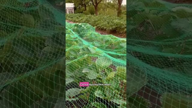 Первую часть видео смотрите в профиле #сад #садоводство смотреть онлайн