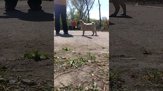 Видео Фрутелла (Булка) смотреть онлайн