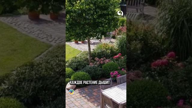 Обрезка: Как Сделать, Дерево "Задышало" смотреть онлайн