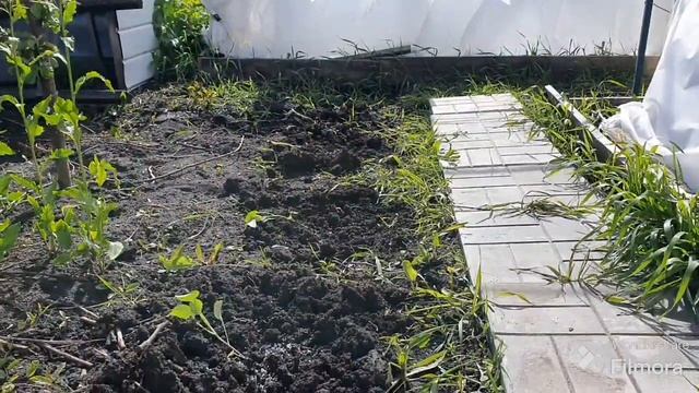 228. Первая обработка томатов от фитофторы. Как работает видеонаблюдение на даче. смотреть онлайн