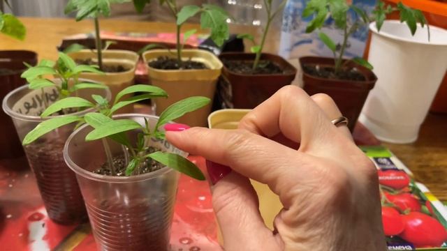 ТОМАТЫ не вытянутся! Сеем, пикируем и подкармливаем по правилам! смотреть онлайн