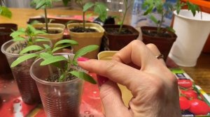 ТОМАТЫ не вытянутся! Сеем, пикируем и подкармливаем по правилам!