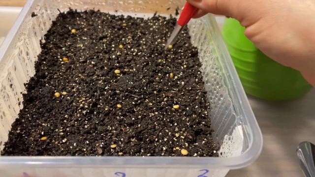 ОТЛИЧНАЯ ВСХОЖЕСТЬ БАКЛАЖАНОВ, ЕСЛИ ПОСЕЕТЕ ЭТИМ СПОСОБОМ! смотреть онлайн