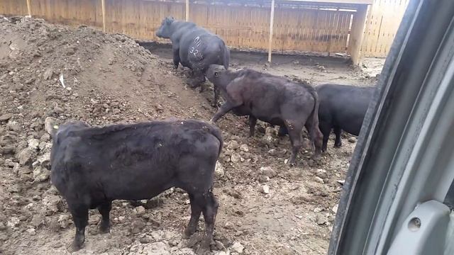 Бычки резвятся смотреть онлайн