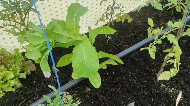 Та самая часть с огородом смотреть онлайн