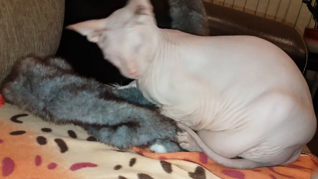 Funny Cat