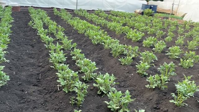 КАРТОФЕЛЬ защищен от жука надолго! ОБРАБОТКА И УХОД смотреть онлайн