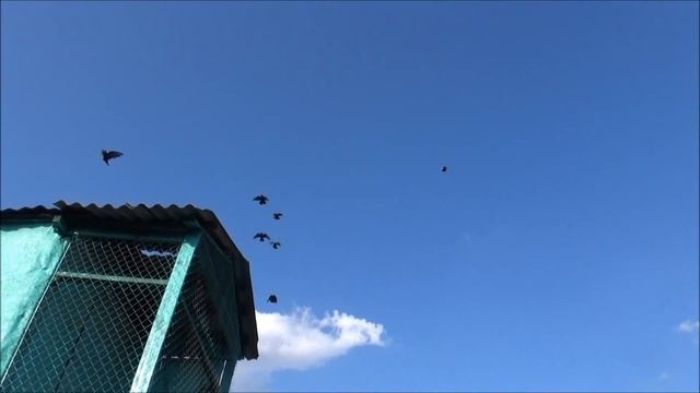 голуби, проветривание 2017 смотреть онлайн