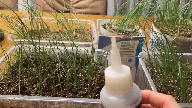 ВАЖНЫЕ ПОДКОРМКИ ДЛЯ РАССАДЫ ЛУКА, СТРИЖКА И УХОД! смотреть онлайн