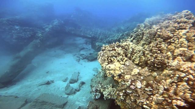 Mala Wharf, Maui Frogfish and Sharks смотреть онлайн