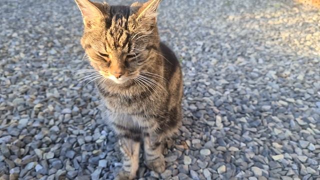 ЗНАКОМЬТЕСЬ, наш котЭ ТУРБО смотреть онлайн