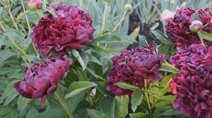 Пион Хайлайт