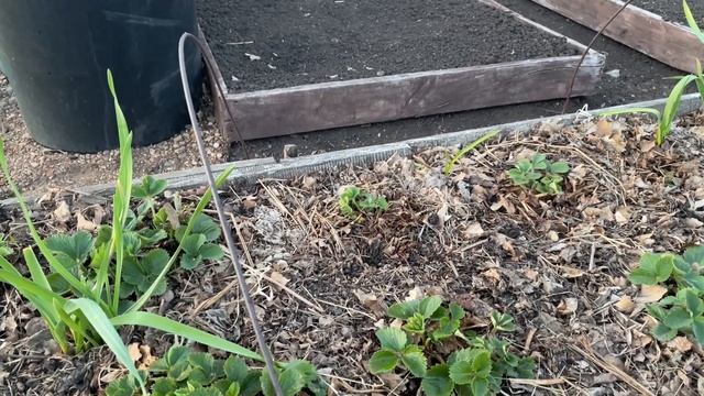 МОЩНАЯ майская ПОДКОРМКА для клубники и чеснока! смотреть онлайн