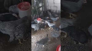 Куры Породы Плимутрок! Будущие Несушки.