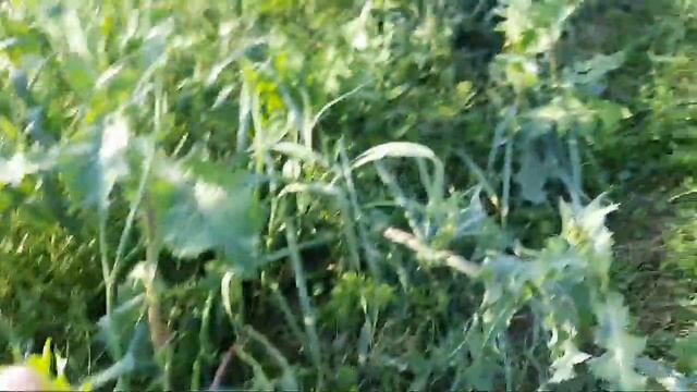 ЧЕСНОК эгип БАЙЫП кетсе БОЛОТ || ДЫЙКАН смотреть онлайн