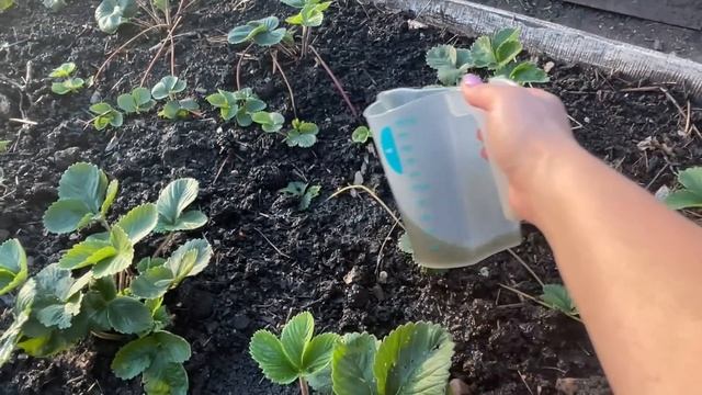 Важная ПОДКОРМКА для КЛУБНИКИ в начале августа! Обработка и уход смотреть онлайн