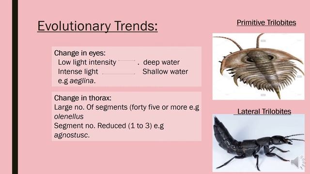 Class Trilobita, Phylum Arthropoda/P4phylum смотреть онлайн