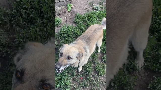 Собака ест малину☺️ смотреть онлайн